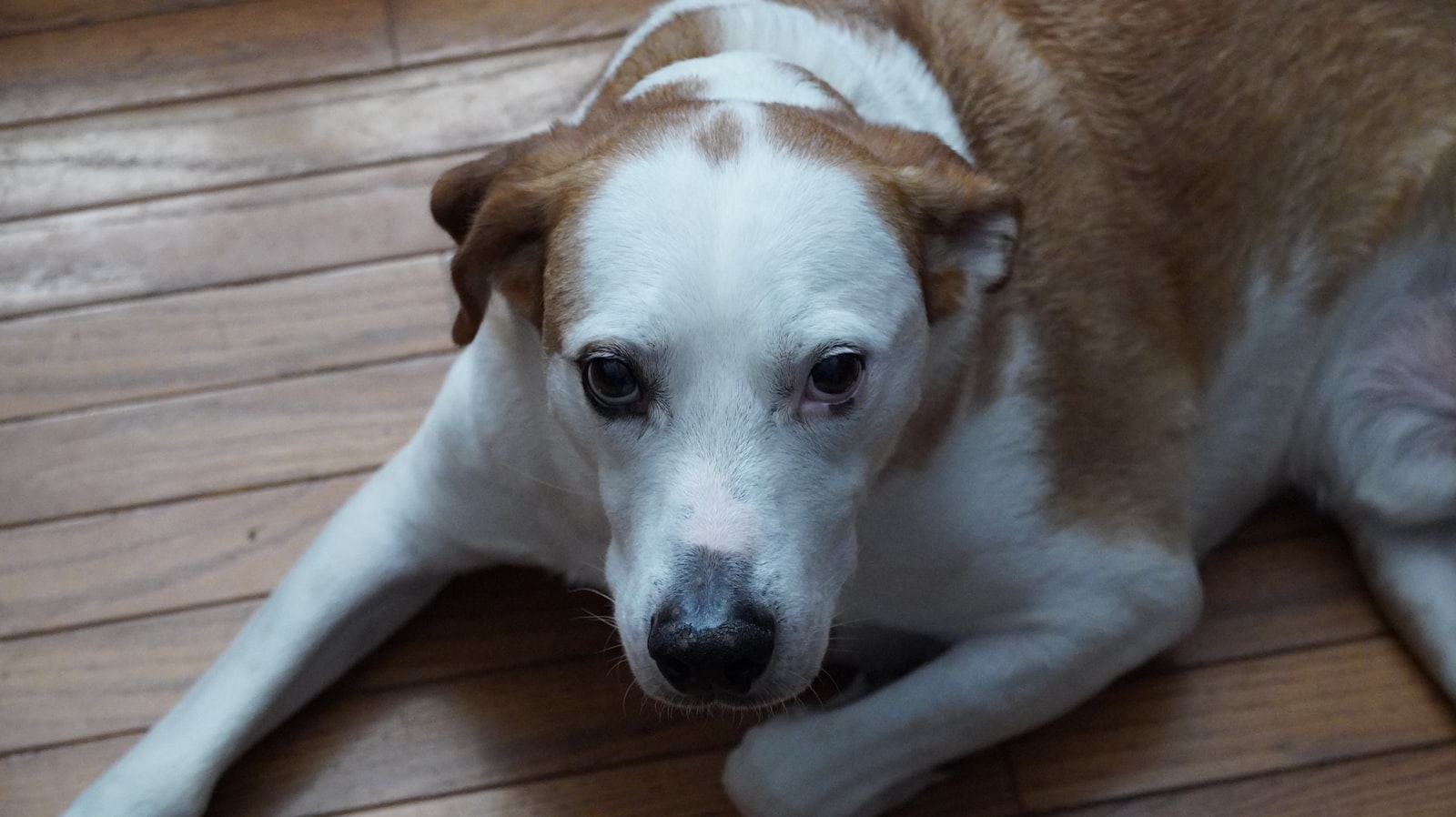 Dog Grooming in Dublin: How to Choose the Right Care for Your Dog